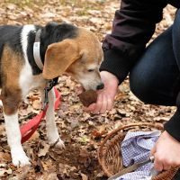 Truffle hunting Via Francigena